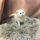 요미캣 고양이분양 일산점 이미지