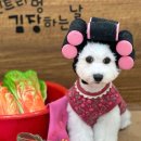 펫트리멍 이미지