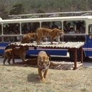 자연사슴농장 이미지