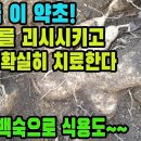 하늘타리(천화분)―하늘이 내려 준 약초! 독성이 없고 영양가가 많아 식용하며, 에이즈의 치료에 효과가 있는 등 탁월한 약성의 놀라운 약 이미지