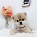 쿨독펫샵 이미지