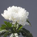 새로운 장례 문화 무빈소 가족장 장례 아무에게나 맡길 수 없습니다. 유족 후기 평가 1위 (주)무빈소상조