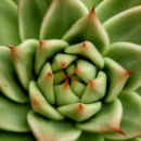 라온하제 이미지