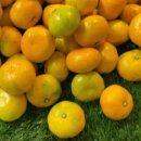 하늘농장5 이미지