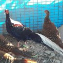 광주조류원 이미지