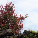 가시나무공원 이미지