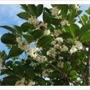 호랑가시나무민박 이미지