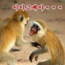 총각 Daum카페