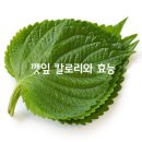 깻잎칼로리와 효능 이미지