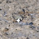 서산의 댕기물떼새(Northern lapwing) 이미지