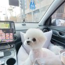 러블리독 이미지