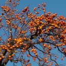 하얀민들레마을 이미지