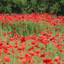 청보리 농장 이미지