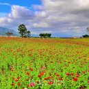 섬진강문화학교 독도사진전시관 이미지