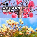 백목련 | 유엔기념공원 백목련 홍매화 명소 3월 가볼만한곳 개화 상황