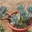 동미농장 이미지