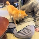 귀여워 강아지 | 유후인 필수코스 마메시바 카페 후기 강아지 귀여워...