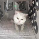 캣츠문(고양이 미용, 호텔) | [밀꼬냥] 대구고양이미용 무마취 전체미용+목욕 솔직후기