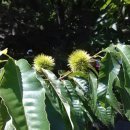 삼계리주말농원 이미지