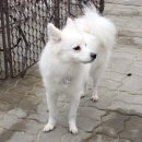 코카애견