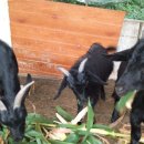 삼남매 염소농장 이미지