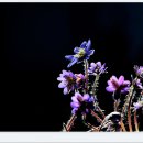 녹색농장 이미지