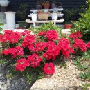 오월의 정원 이미지