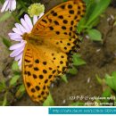 신안평거녹지 이미지