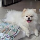 플러피펫 | 강아지 방석 새로 꺼냈더니 개봉 전부터 자리 맡은 플러피펫