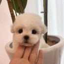 마마스미독 강아지 분양 김해점 이미지