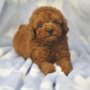 아이러브펫동물병원 이미지