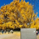 원주굽이길 18코스 반계리은행나무길 이미지