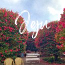 11545-02-38-08 | 제주 동백꽃 명소 동백포레스트｜1월 방문 후기, 주차·동선·포토존 총정리