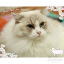 랙돌캐터리올리비아 이미지