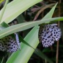 나비랑 바둑이 이미지