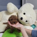 대구애견조류원 이미지