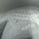 원주24시스카이동물메디컬센터 이미지