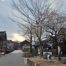 우담바라 Daum카페