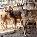 백두산농장 이미지