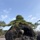 백일홍동산 | 제주 가족여행 서귀포 동백꽃 명소 추천, 돌낭예술정원