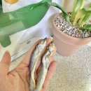 뽀시래기 | [내돈내산] 뽀시래기 고양이 동결건조 간식 큐브 트릿 열빙어 후기