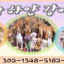 하얀강아지&고양이 이미지