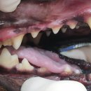 루원하이동물병원 이미지