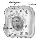 Re:Mitochondrial diseases 이미지