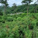 산내면평내마을 이미지