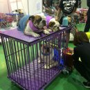 펫테이블 이미지