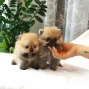 부산강아지분양 고양이분양 베스트펫 본점 이미지