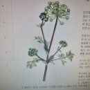 [교회의 언어] Satanas와 Diabolus(라틴어) : 사탄과 악마 이미지