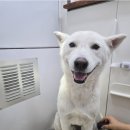 사랑할개 이미지