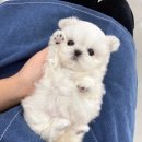 유앤미펫 강아지분양 고양이분양 일산점 이미지